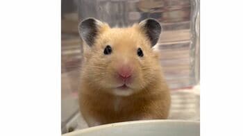 「おっとっと！危ない」ハムスターが毛づくろい中に突然襲われた“ある瞬間”にとりこになる人続出！【激かわアニマル奇跡の瞬間】