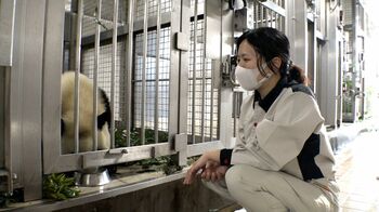 「アドベンチャーワールド」パンダチームのリーダー・吉田倫子に『セブンルール』が密着