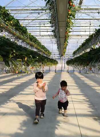 いちご狩り応援キャンペーン　【いちご狩り参加者への体験費用補助】株式会社マラナタ