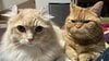 2匹の猫に“懐かれすぎた最終形態”が話題！飼い主が両側から同時に甘えられる“猫天国”の光景に「極楽にゃ〜」「どんな徳を積んだら」【激かわアニマル奇跡の瞬間】