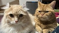 2匹の猫に“懐かれすぎた最終形態”が話題！飼い主が両側から同時に甘えられる“猫天国”の光景に「極楽にゃ〜」「どんな徳を積んだら」【激かわアニマル奇跡の瞬間】