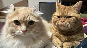 2匹の猫に“懐かれすぎた最終形態”が話題！飼い主が両側から同時に甘えられる“猫天国”の光景に「極楽にゃ〜」「どんな徳を積んだら」【激かわアニマル奇跡の瞬間】