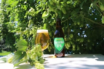 サンクトガーレン、収穫から24時間以内の摘みたてホップで仕込む「フレッシュホップIPA」を8月26日発売。国産ホップ第1号「かいこがね」使用