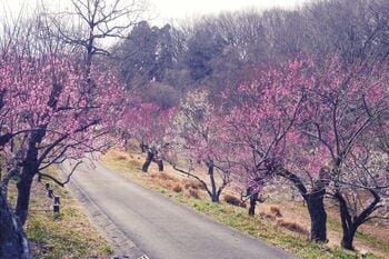 ウメ見頃を迎えました（国営武蔵丘陵森林公園）