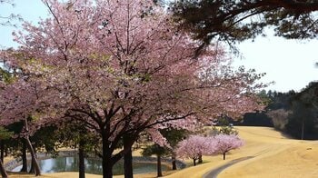 埼玉県の4ゴルフ場で春を満喫　プレー前後に”桜を感じる”春のラウンド体験