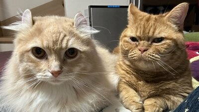 2匹の猫に“懐かれすぎた最終形態”が話題！飼い主が両側から同時に甘えられる“猫天国”の光景に「極楽にゃ〜」「どんな徳を積んだら」【激かわアニマル奇跡の瞬間】
