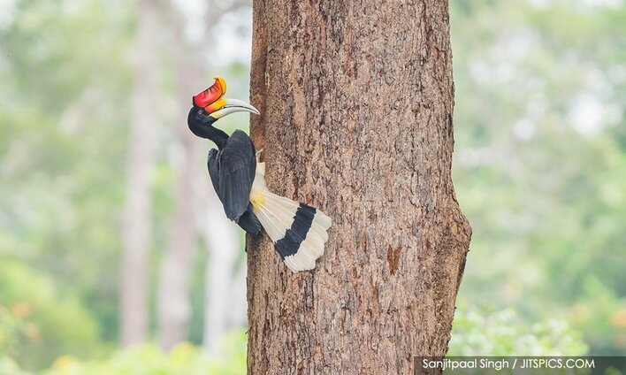 【4/24開催】マレーシアのサイチョウ研究者と写真家が来日！サイチョウ保全プロジェクト報告会を大阪で開催