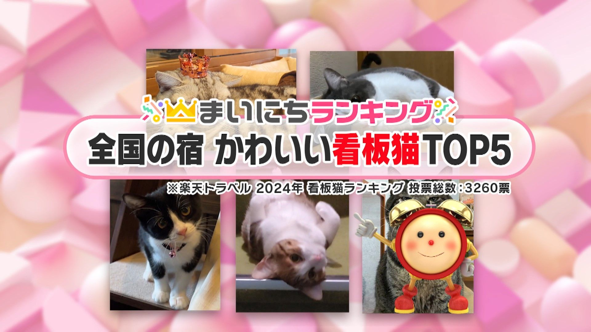 動画あり】2月22日猫の日！全国の宿かわいい看板猫TOP5 寝て待つ猫に 