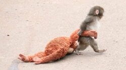 「がんばれパンチ」“母代わりのぬいぐるみ”持つ子ザルが話題！「グッときました」ぬいぐるみを渡したワケは他の動物がきっかけ？飼育員が明かす