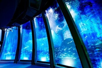 【横浜・八景島シーパラダイス】大水槽のイワシの大群泳が魅せるパフォーマンスがリニューアル　イワシ５万尾の壮大な海中ドラマ　スーパーイワシイリュージョン～輝く群れの奇跡～
