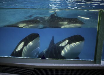 【鴨川シーワールド】秋の夜長に水族館を探検！新たに「シャチの特別レクチャー」を追加！！飼育員の解説と巡る「秋のナイトアドベンチャー」開催