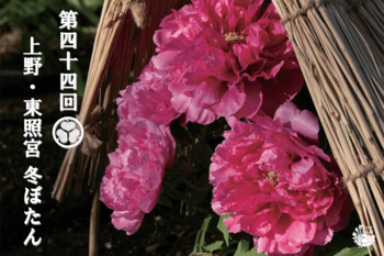 東京・上野公園｜“わらぼっち”で寒さをしのぐ冬のぼたんが見頃『第四十四回　上野・東照宮 冬ぼたん』2026年1月1日（木）～2月23日（月）開催