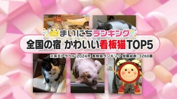 【動画あり】2月22日猫の日！全国の宿かわいい看板猫TOP5 寝て待つ猫に甘えん坊の構ってちゃんも