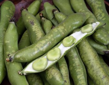 鹿児島県産ちょっと訳あり「しもやけそらまめ」を豊洲市場ドットコムでお取り寄せ！市場から直送する新鮮な空豆をたっぷり楽しんでください。