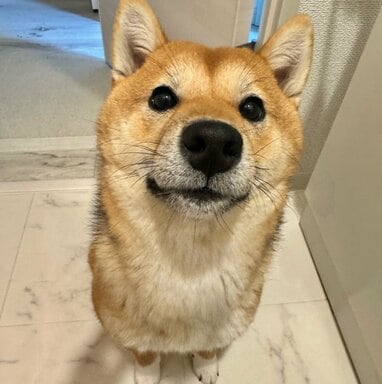 ある意味ホラー笑」柴犬の“予想外な寝顔”に大反響！ゴロンと横になった