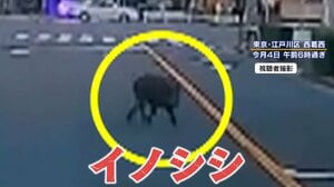 【警戒】東京や千葉でイノシシの目撃情報相次ぐ…かみつきや感染症の危険性も…目撃現場を取材！遭遇時のNG行動とは