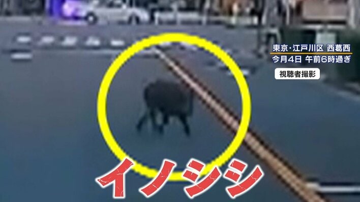 【警戒】東京や千葉でイノシシの目撃情報相次ぐ…かみつきや感染症の危険性も…目撃現場を取材！遭遇時のNG行動とは