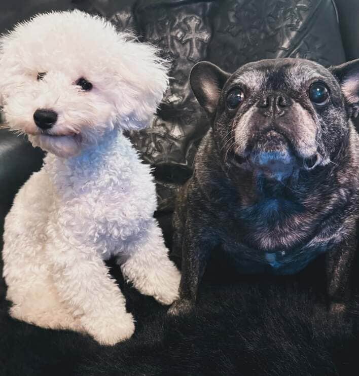 浜崎あゆみ 模様替え中自宅の高級感あるソファ披露！ファー素材の上で