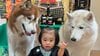 生後8ヵ月赤ちゃんを2匹の“兄貴犬”ハスキーが子守する姿に反響！カメラが捉えた種を超えた愛情に「これは泣いちゃう」と話題　【激かわアニマル奇跡の瞬間】