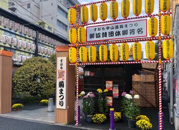 江戸の情緒がよみがえる 巣鴨 秋のイベント「すがも中山道 菊まつり」11月6日より開催