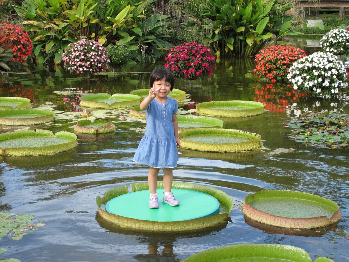 1メートルを超える巨大な水草「パラグアイオニバス」に乗ってみよう