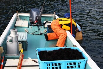 岩手県宮古市で6月からウニ漁が解禁　休暇村陸中宮古では、「三陸ウニざんまい会席」を6月1日より販売開始　～“口開け”が告げる三陸の夏～