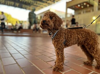 【野外民族博物館リトルワールド】愛犬ともっと身近に。施設内の「ワンちゃん同伴可能エリア」を大幅拡大！飼い主様に嬉しいドッグポールも14か所新設。《愛知》