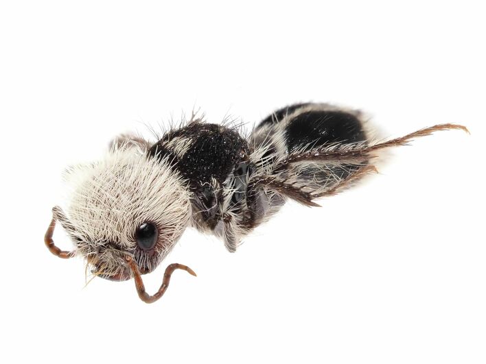 昆虫 MANIAC 蝉の抜け殻 アゲハ幼虫 リバーシブル ぬいくるみ