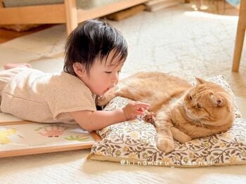 天使の寝顔を守る頼もしいスーパーにゃん参上！豪快すぎるスコティッシュフォールドの寝姿が話題【激かわキッズ＆アニマル奇跡の瞬間】