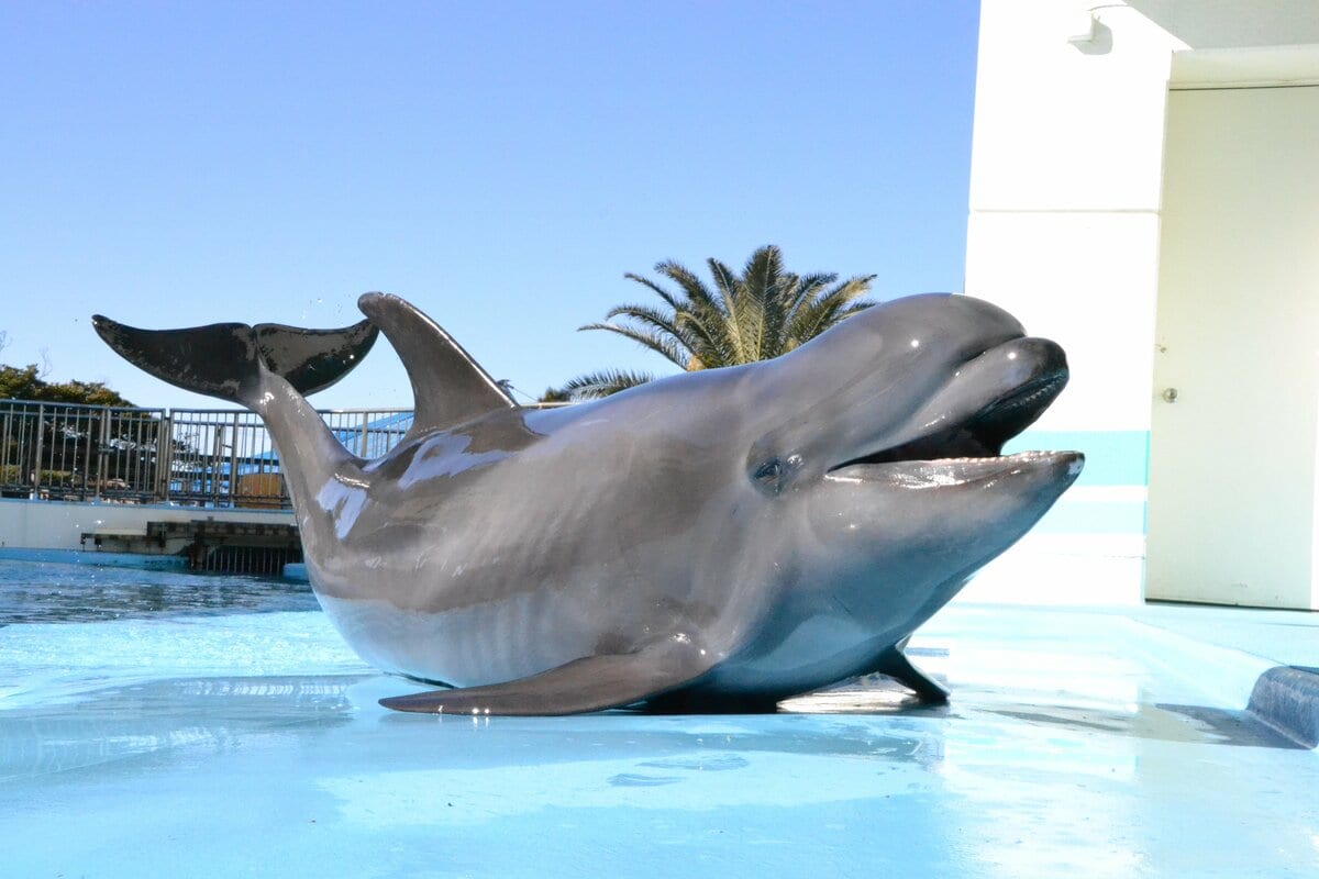 1月27日生まれは入園無料！交雑種イルカ「プリン」33歳の誕生日を祝う