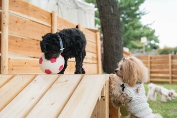 【愛知犬民割、はじまる。】愛知県民限定、愛犬と泊まれるドッグラン付きゲルテントが今だけ特別価格に〈ウッドデザインパークいちのみや-紡-｜愛知県一宮市〉