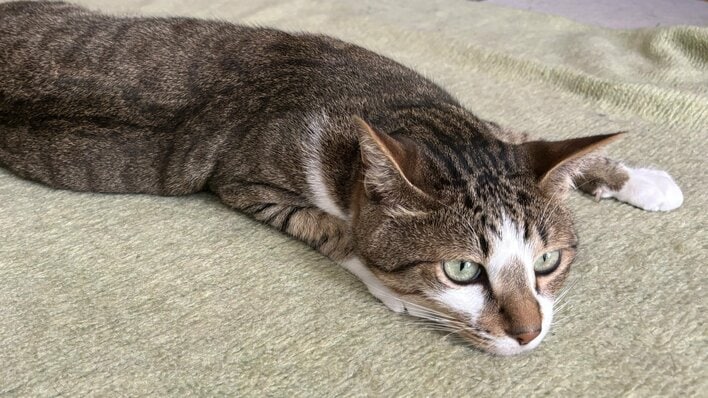 飛込の日本代表だニャ！？足ピーンの“芸術点満点”な伸びをする猫が話題！カメラ目線もばっちり「クセ強すぎてキュン」【激かわアニマル奇跡の瞬間】