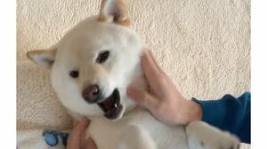 “空も飛べそう”な回転！？大好きなお兄ちゃんの帰省を窓辺で待ち続ける柴犬の後ろ姿に「これはたまらん」「なんて一途」【激かわアニマル奇跡の瞬間】