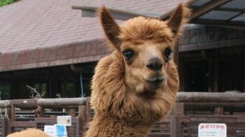 可愛すぎるどアップ！アルパカたちの水飲みを真正面から撮ってみると…飼育係がとらえたほっこり動画【激かわアニマル奇跡の瞬間】