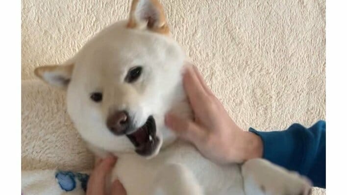 “空も飛べそう”な回転！？大好きなお兄ちゃんの帰省を窓辺で待ち続ける柴犬の後ろ姿に「これはたまらん」「なんて一途」【激かわアニマル奇跡の瞬間】