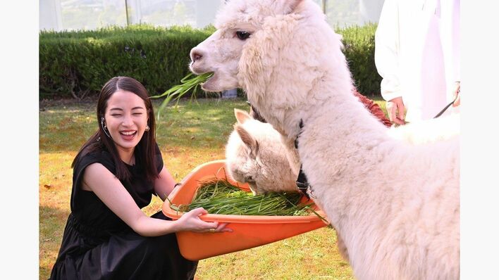広瀬すず アルパカとの触れあいに大興奮「目がめちゃくちゃかわいい！」