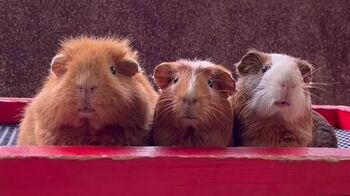 テンジクネズミが全力ダッシュで一斉帰宅！おとなしそうな見た目とのギャップがたまらない【激かわアニマル奇跡の瞬間】