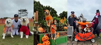 【横須賀最大級】愛犬と一緒にハロウィン仮装パレード！秋のコスモス畑やアトラクション同乗を満喫できる特別ドッグイベント、ソレイユの丘で10月24日(土)・25日(日)に開催