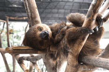 ナマケモノの顔がびちゃびちゃに！？マイペースにそのまま水を飲み続ける姿に「名に恥じぬ飲み方」【激かわアニマル奇跡の瞬間】