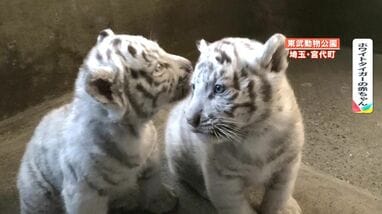 独占】ホワイトタイガー赤ちゃん初披露の舞台裏！東武動物公園の年越し 