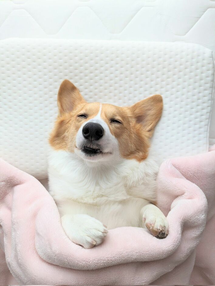 【写真18枚】まるで人間の寝起き姿！？朝に弱いコーギーが起こされた瞬間の様子を見る