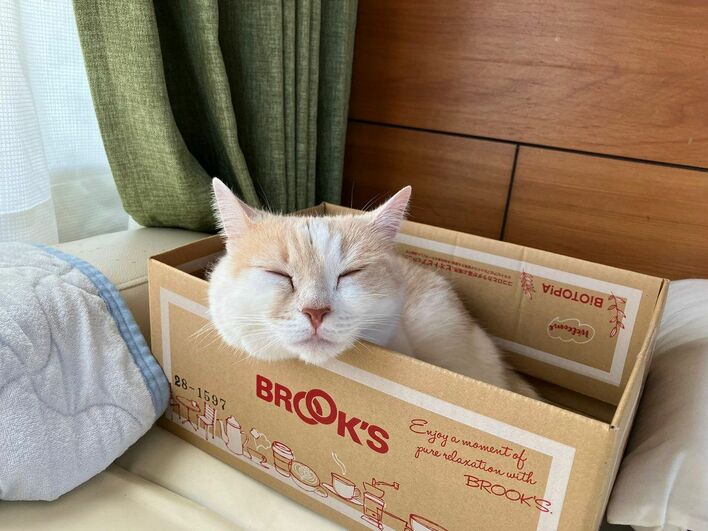 雪で魚拓ならぬ“猫拓”？お散歩大好きな猫が見せた突然のある行動が話題