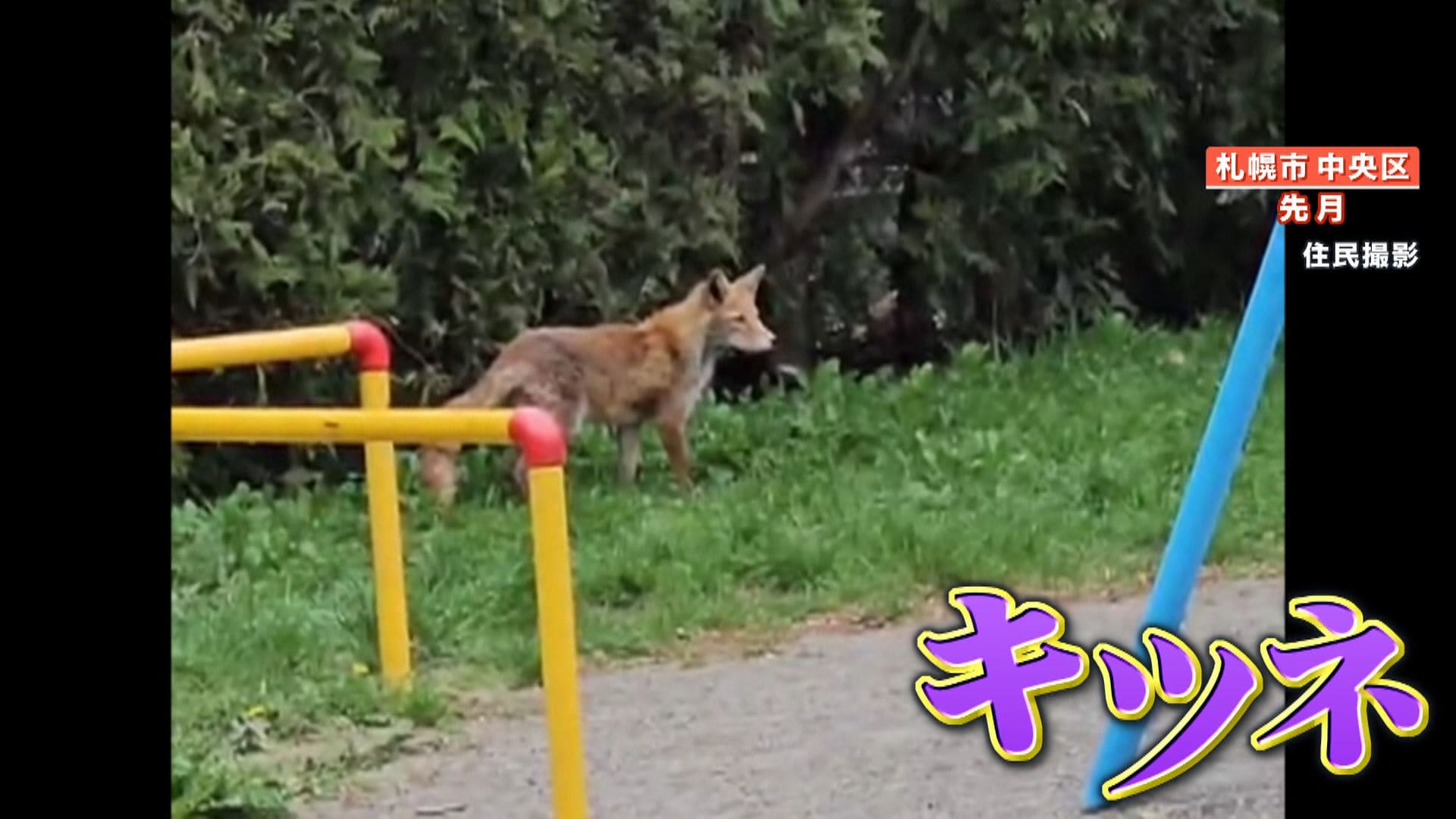 img_f38d0fd4b2dd395ec57e55af96