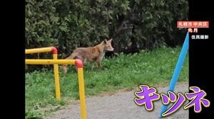 札幌市内に住むキツネ「アーバンフォックス」多数出没で住民困惑 なぜ都市部で暮らす？専門家と現場取材