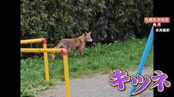 札幌市内に住むキツネ「アーバンフォックス」多数出没で住民困惑 なぜ都市部で暮らす？専門家と現場取材