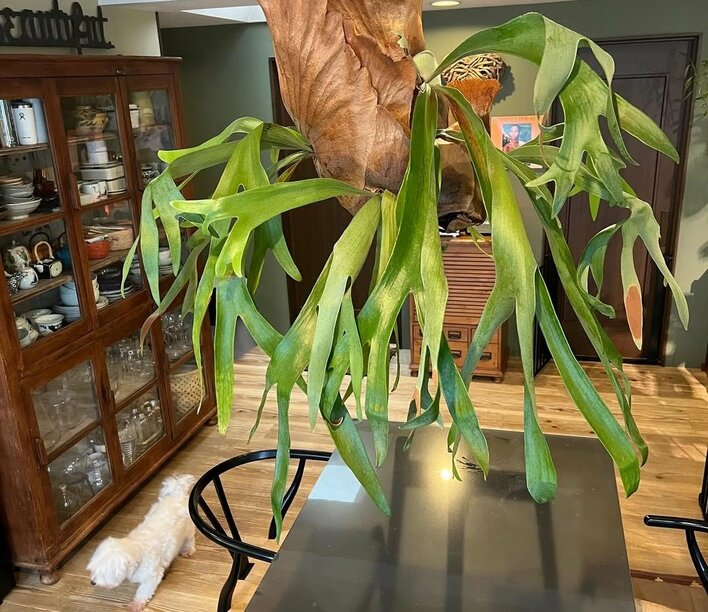 観葉植物 ビカクシダ 特大 自宅ダイニングが話題の森泉 巨大観葉植物であふれたリビング公開