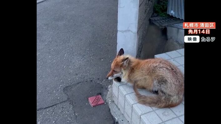 札幌市内に住むキツネ「アーバンフォックス」多数出没で住民困惑 なぜ