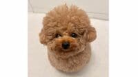 トイ・プードルの“おしゃべり動画”が話題！耳ぴょこぴょこわんこに「いいねが押し足りない！」「可愛すぎてたまらん！」【激かわアニマル奇跡の瞬間 年末スペシャル プードルDAY】