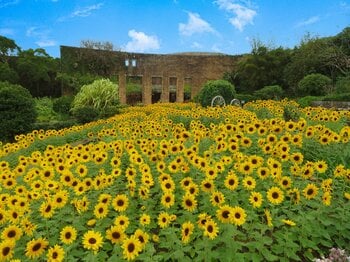 【海洋博公園】～海洋博公園を遊びつくそう！！～「海洋博美ら海GWスペシャル」開催