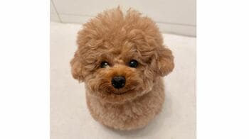 トイプードルの“おしゃべり動画”が話題！耳ぴょこぴょこわんこに「いいねが押し足りない！」「可愛すぎてたまらん！」【激かわアニマル奇跡の瞬間】